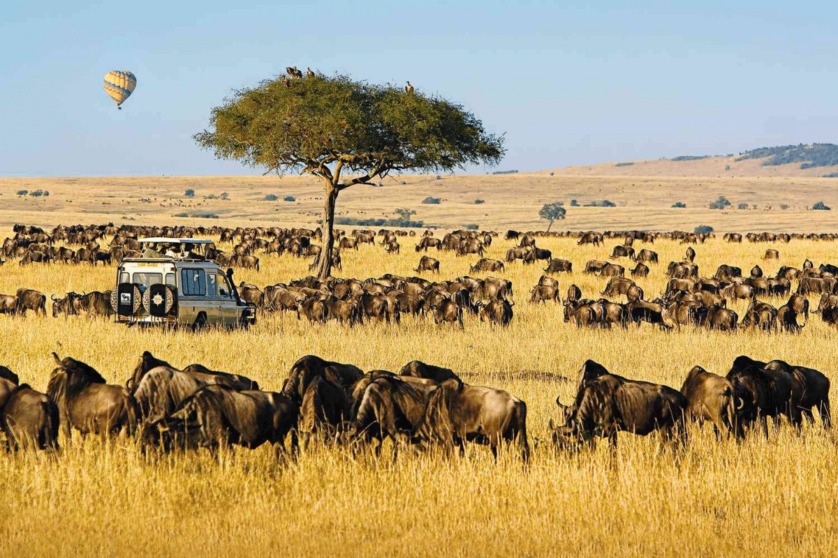 11 Dream Safari Experiences For Your First African Wildlife Trip