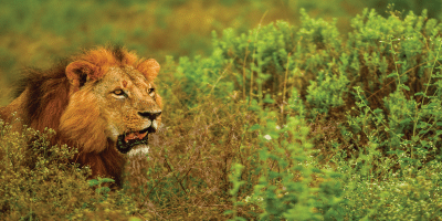 7-Day Samburu, Aberdare, L.Nakuru, Maasai Mara