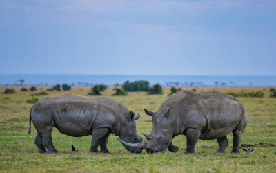 7-Day Samburu, Aberdare, L.Nakuru, Maasai Mara