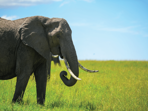 7-Day Samburu, Aberdare, L.Nakuru, Maasai Mara