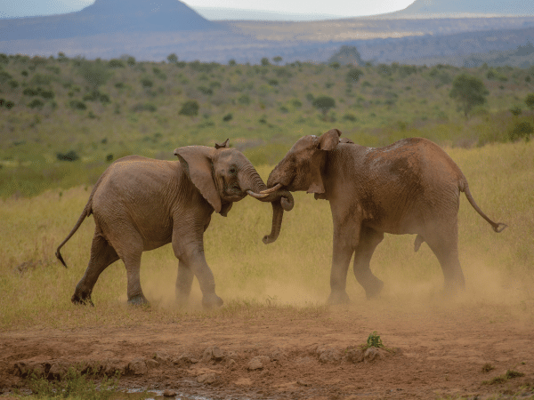 4-Day Amboseli, Tsavo West & East Safari