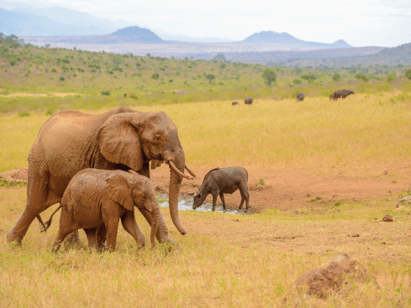 3-Day Amboseli, Masai Mara National Park