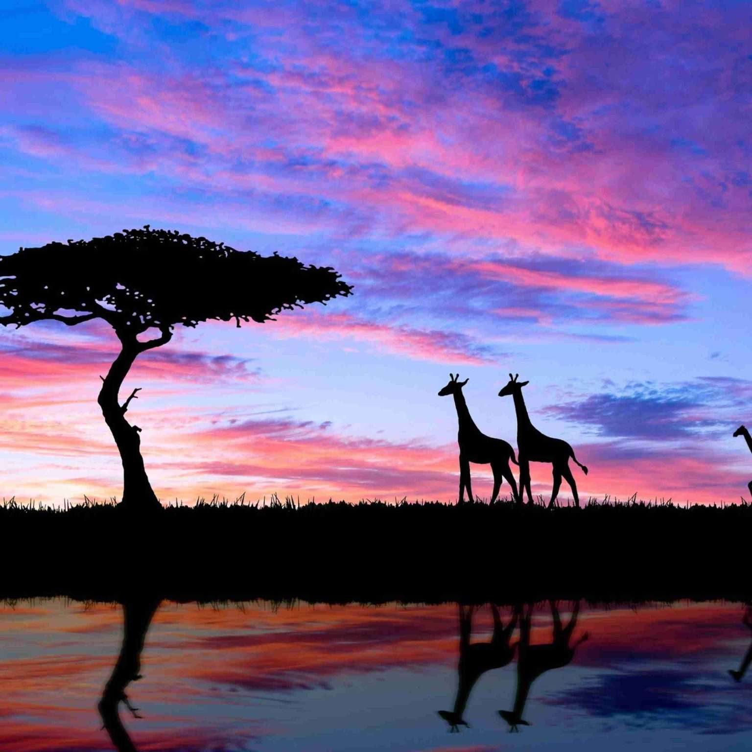Chronicles of a Traveller: Exploring Africa's Gems