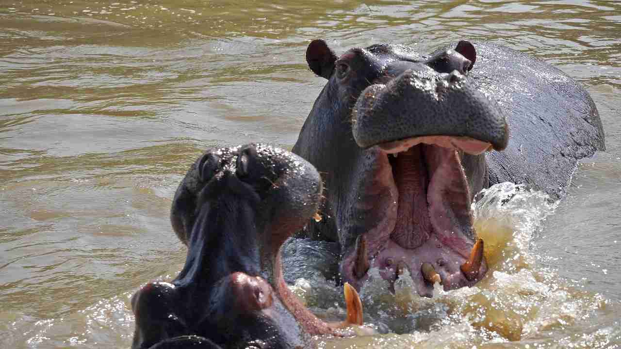 Hipopotamus splashing water