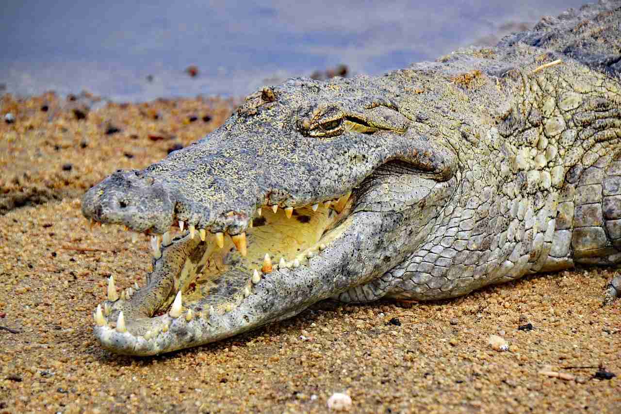 Crocodile at the Digya National Park