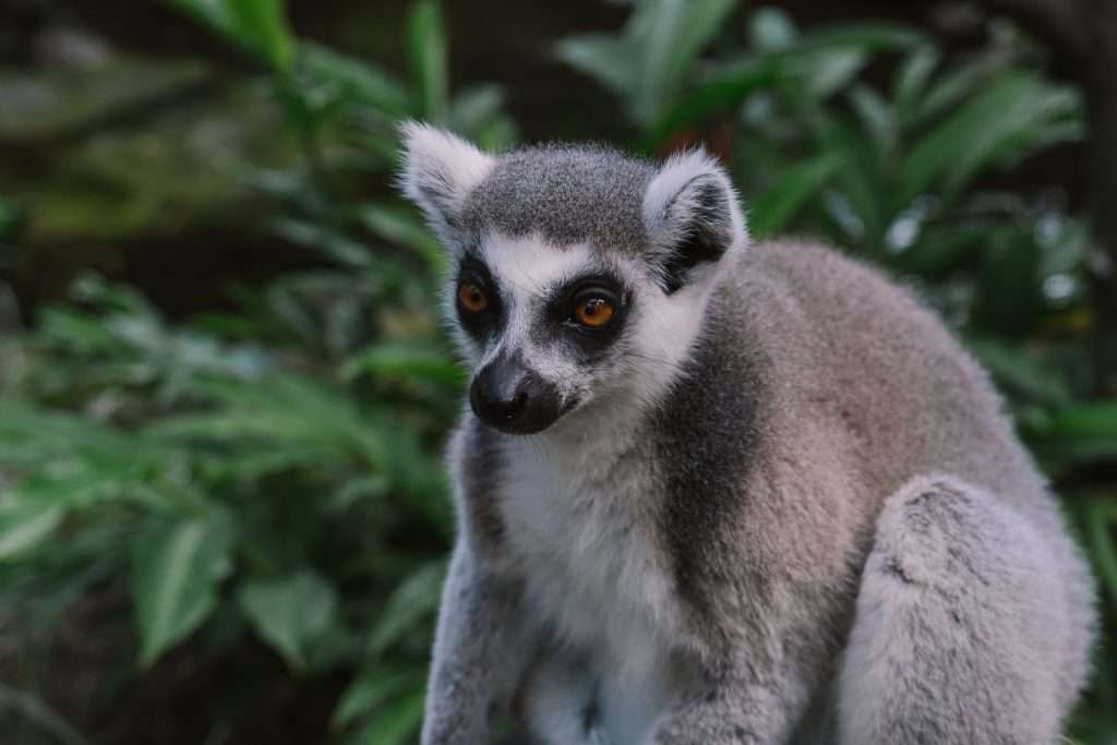 A lemur