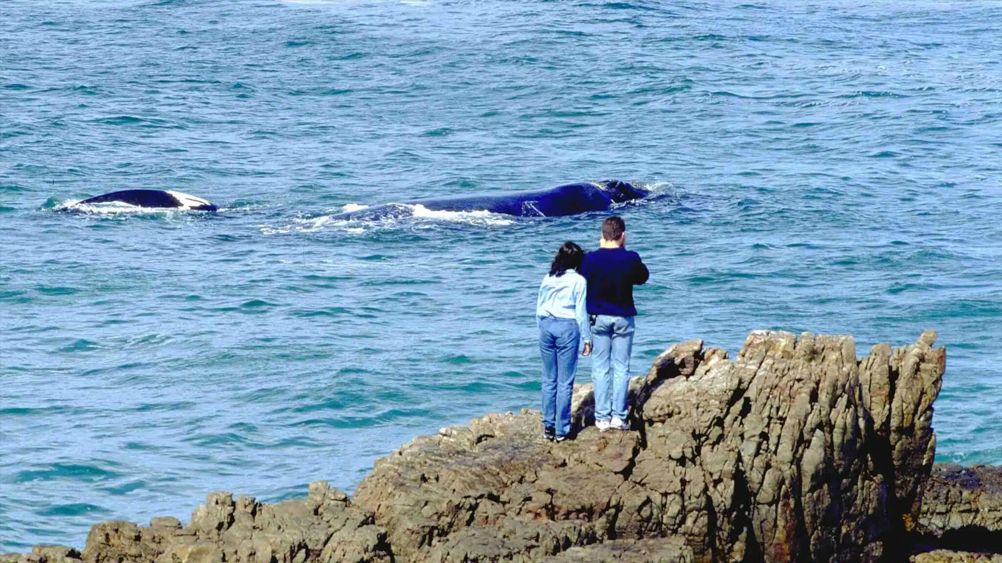 Tourits watching the whales swim 