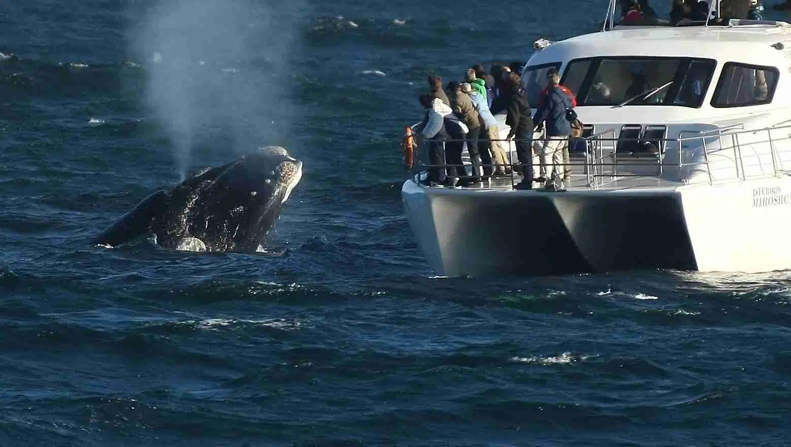 The Hermanus Whale Festival