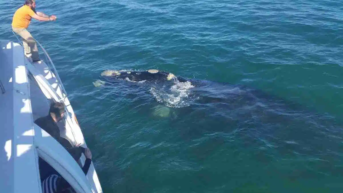 Tourist taking pictures of a whale