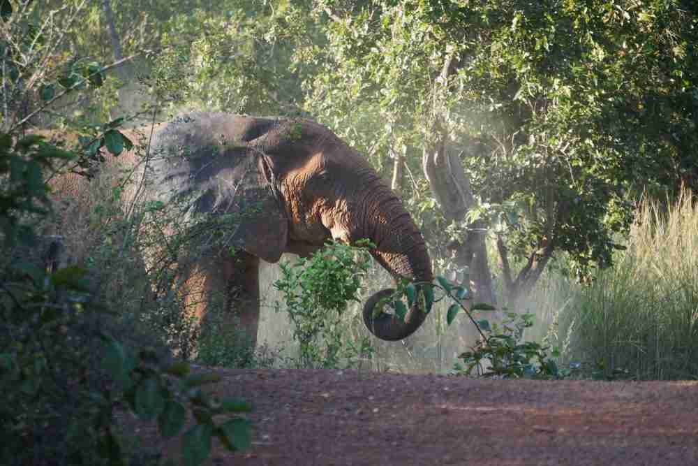 Elephant at the Kakum National Park