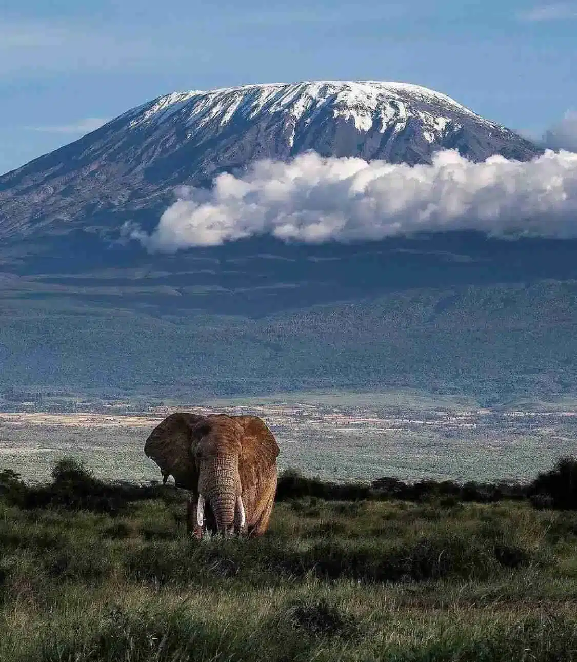 An elephantwalking the grasslands of Amboseli