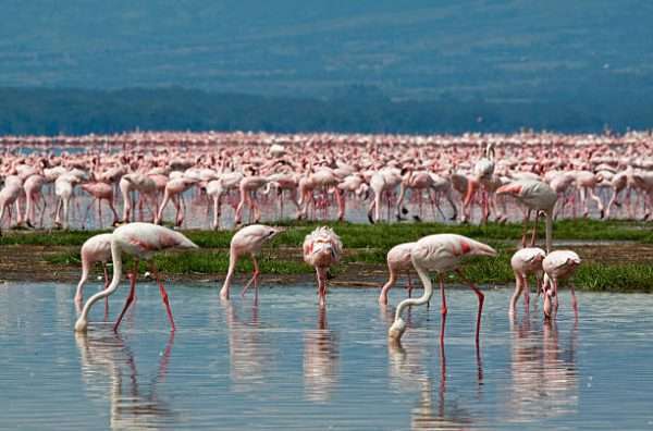 4 Days Safari Lake Nakuru, L. Naivasha And Masai Mara