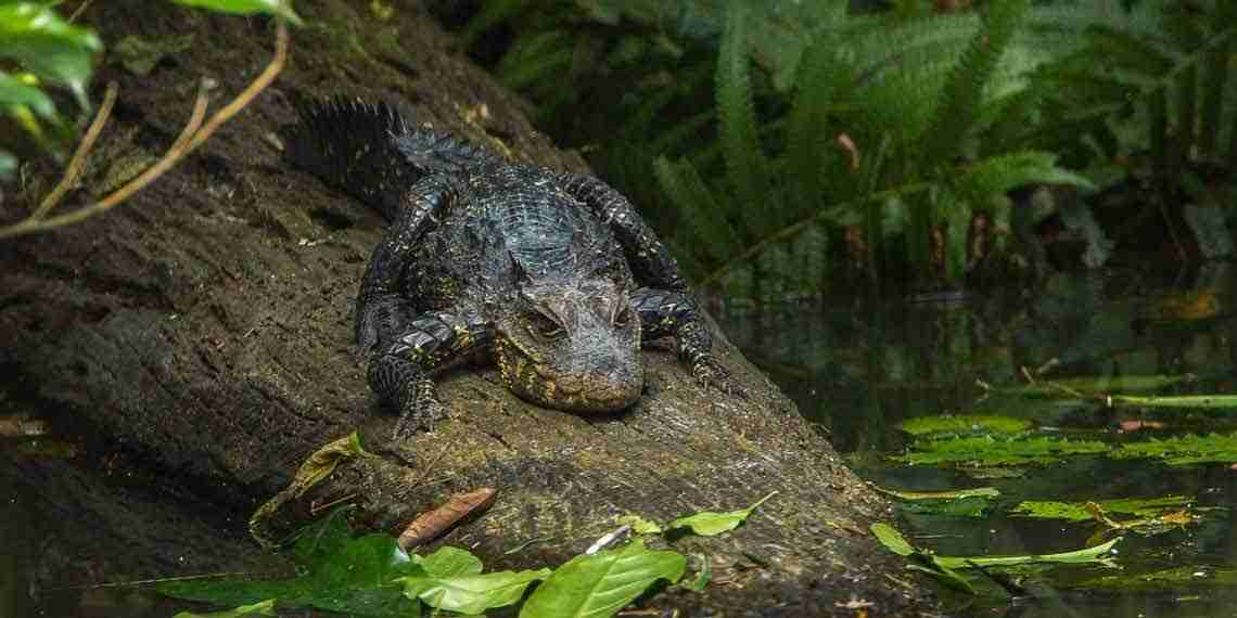 Alligator at the Ankasa-Nini Suhien National Park