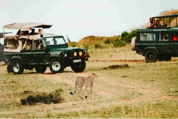 Serengeti Safari for 2