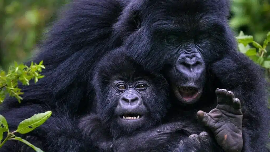A Gorilla and it's infant playing 