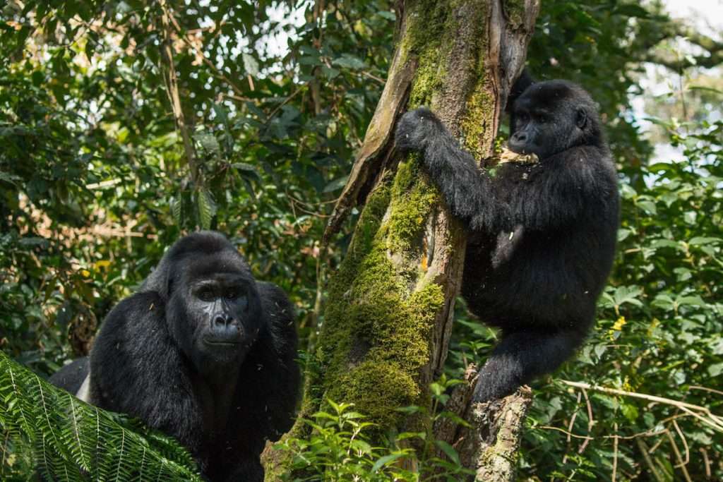  Gorillas in the Wild