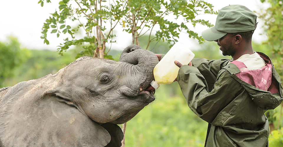 Man feeding an Elephant 