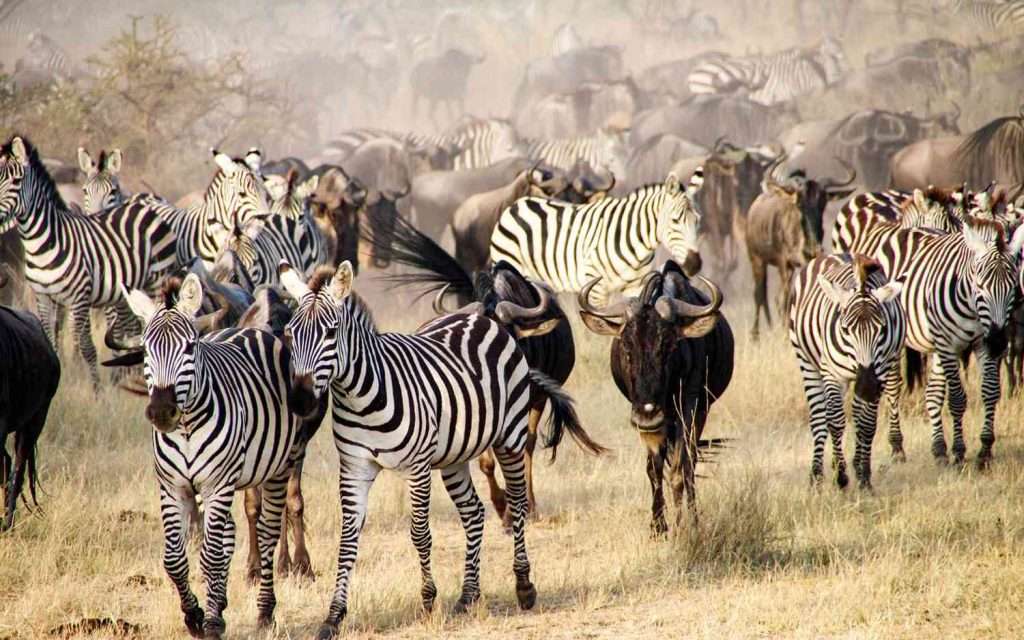 Zebras during the great migration