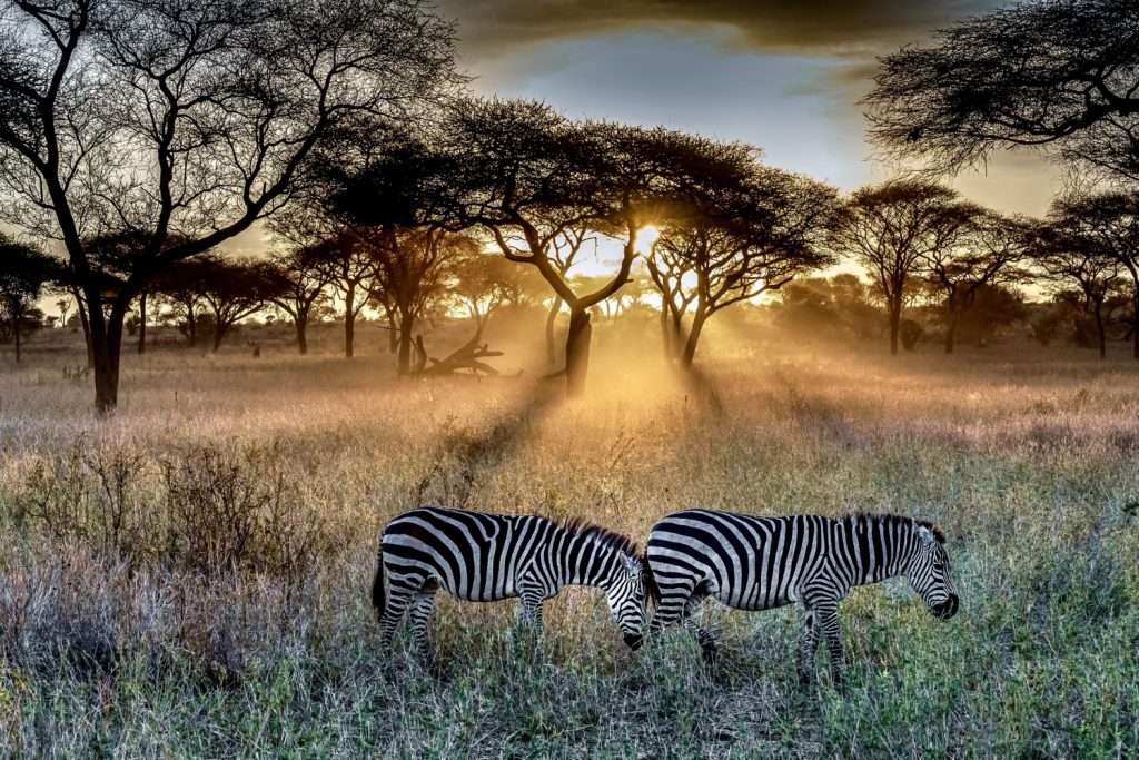3 Day Safari In Zanzibar, Nyerere National Park