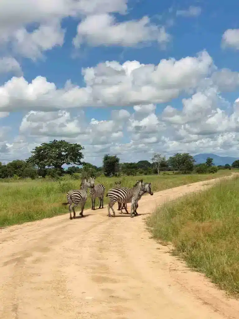 Serengeti Safari for 2