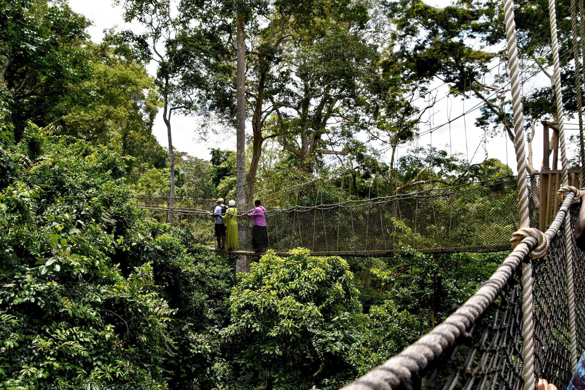 Kakum national park in Ghana, treetop walk on rope bridges