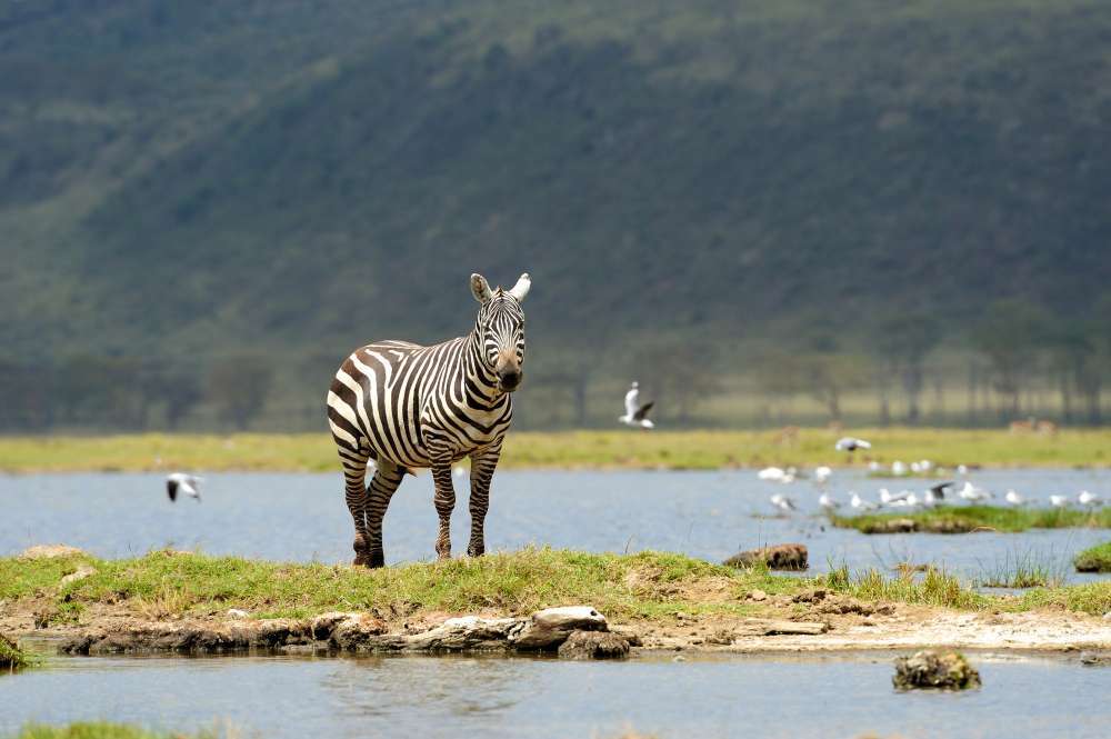 7 Days Masai Mara Game Reserve, Amboseli National Park & L. Nakuru Safaris