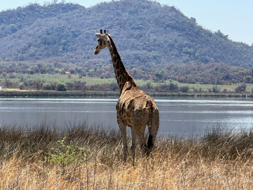 Pilanesberg Safari from Johannesburg