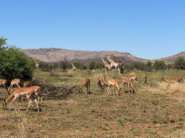 Pilanesberg Safari from Johannesburg