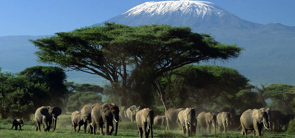 Elephants walking around the Amboseli National Park