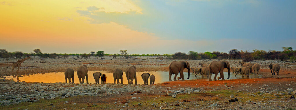 Namibia’s Etosha National Park: A Wildlife Adventure Awaits