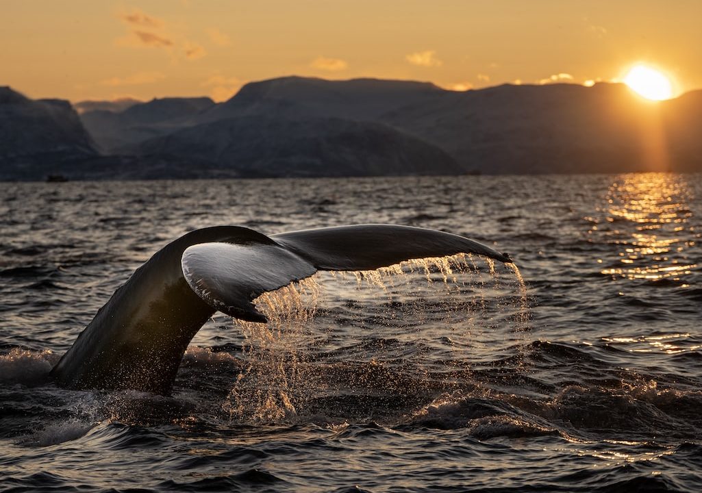 A Whale swimming & splashing water