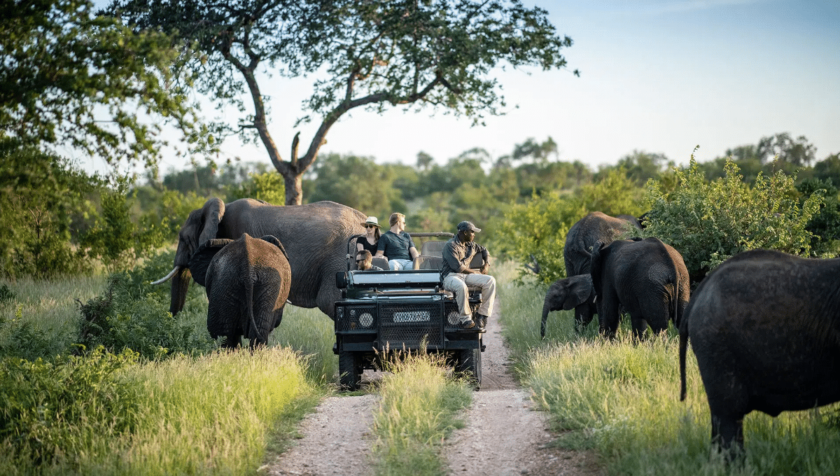 The Best Way to Explore Kruger National Park