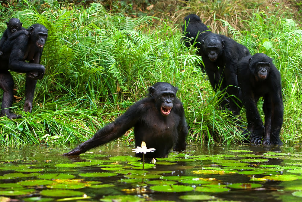 Monkeys at Tai National Park 1