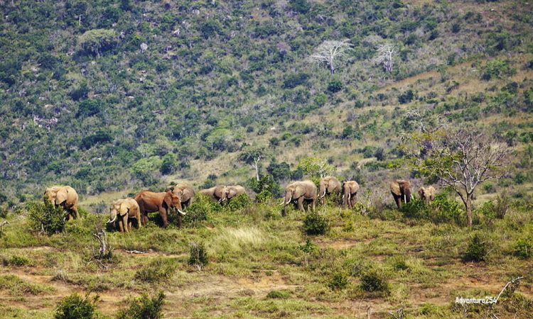 Mwaluganje Elephant Sanctuary 1
