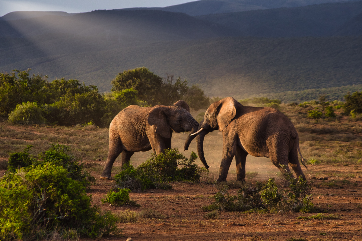 Namibia’s Etosha National Park: A Wildlife Adventure Awaits