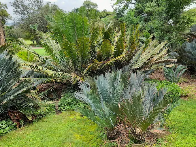 Pretoria National Botanical Gardens