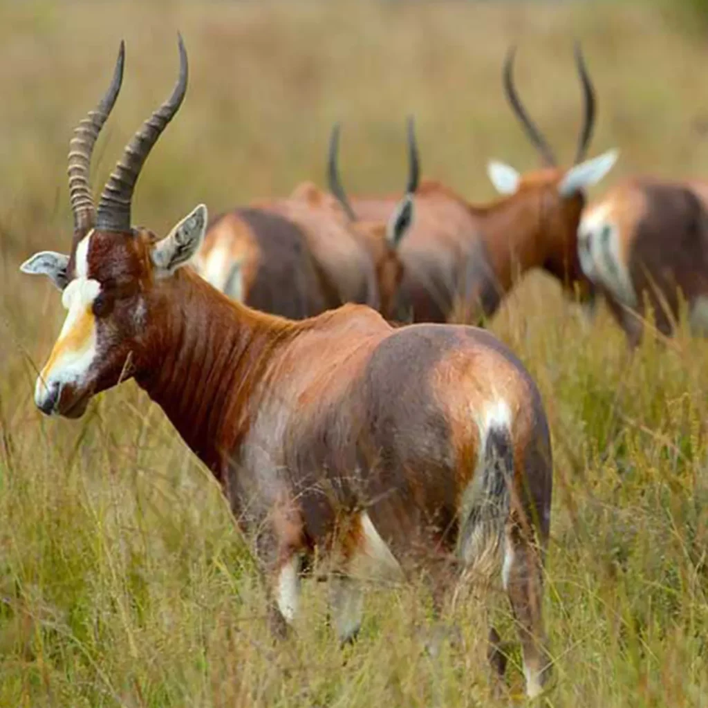 Antelopes at the Rietvlei Nature Reserve