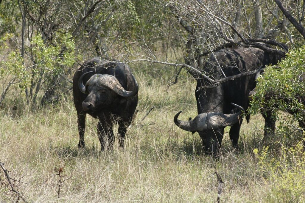 Buffalos at the Rietvlei Nature Reserve