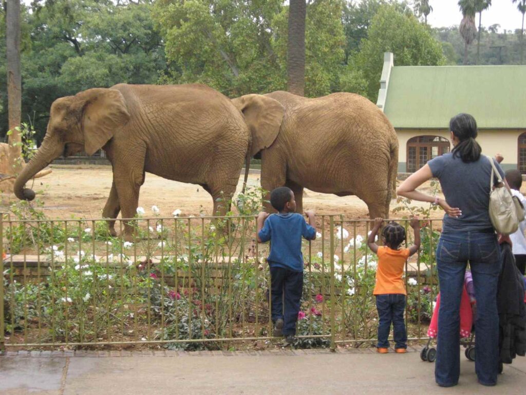 Tourists watching Elephants at the Pretoria Zoo