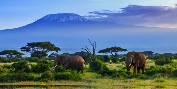 Wild Kenyan Safari: Explore The Epic Amboseli National Park