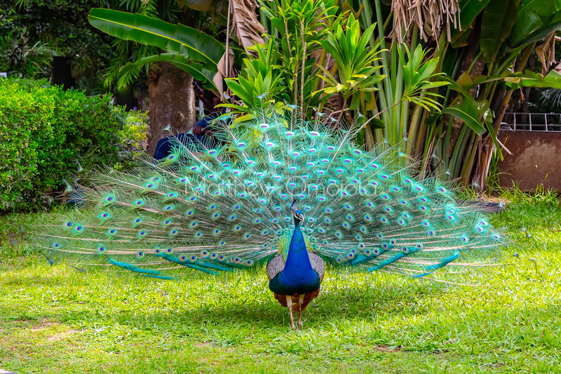 A beautiful Peacock with it's stunning & colorful feathers