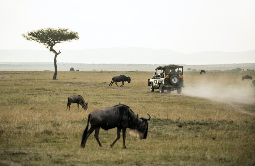 Top Things To Do in Kenya: A Traveler’s Guide to Adventure and Culture