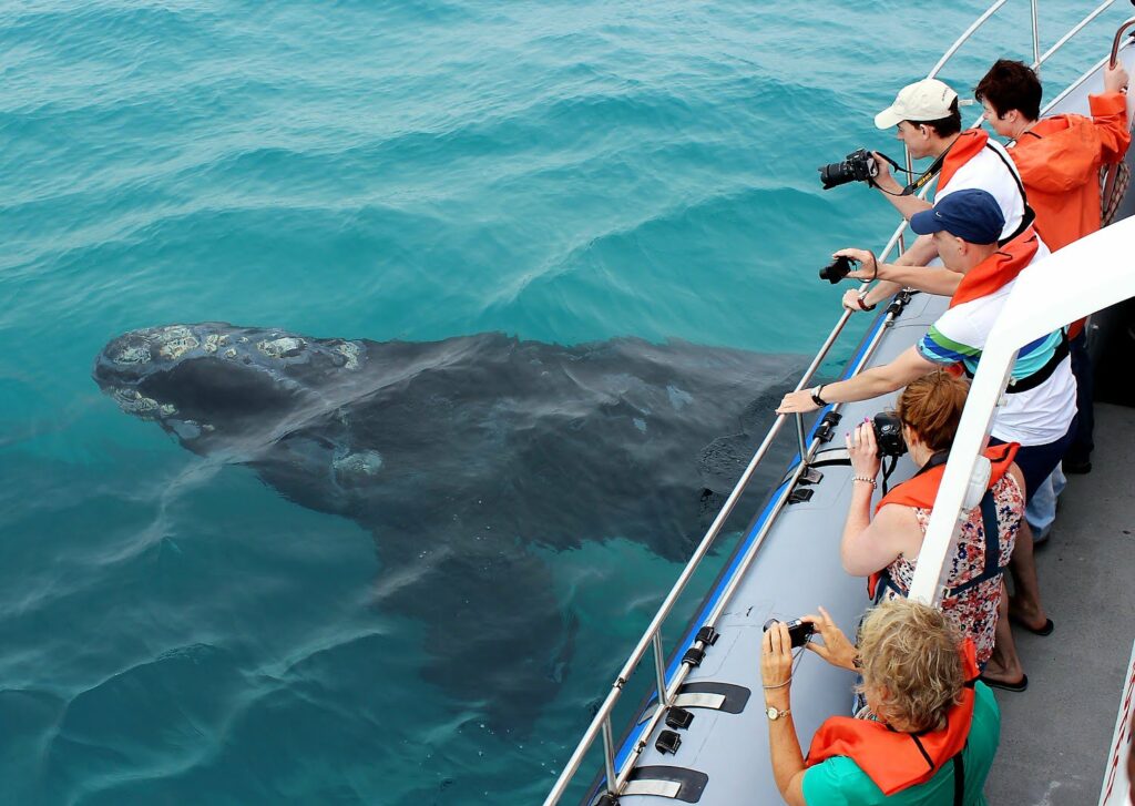 Tourists taking pictures of a whale